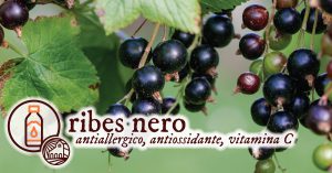 Ribes Nero Antiallergico Monache Benedettine di Orte